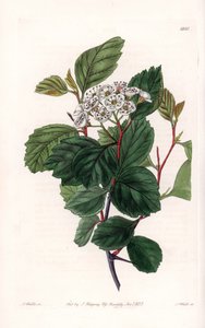 Aubepine o espino blanco, nativo de América del Norte - Grabado por S. Watts, de una ilustración de Sarah Anne Drake (1803-1857), del Registro Botánico de Sydenham Edwards (1768-1819), Inglaterra de Sydenham Teast Edwards