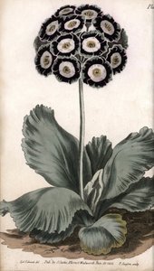 Aurícula o oreja de oso de Sydenham Teast Edwards