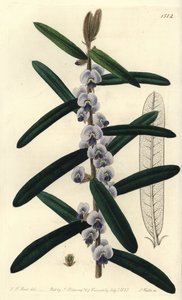 Variedad de arbusto hovea australiano - del Registro Botánico de Sydenham Teast Edwards