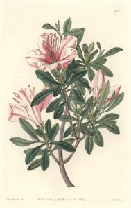 Azalea de Floristas, del Registro Botánico de Sydenham Teast Edwards