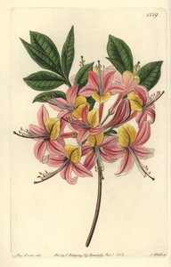 Azalea pontica amarilla - del Registro Botánico de Sydenham Teast Edwards