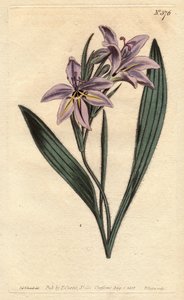 Flor de babuino con perfume dulce, con flores lilas pálidas. Babiana plicata. Grabado en cobre coloreado a mano de una ilustración botánica de Sydenham Edwards del Botanical Magazine de William Curtis, 1790 de Sydenham Teast Edwards