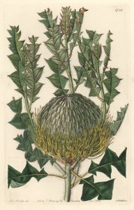 Banksia speciosa, originaria de Australia - Agua fuerte por S. Watts de una ilustración de Sarah Anne Drake, del Registro Botánico de Sydenham Teast Edwards