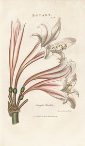 Lirio de Barbados (Amaryllis revoluta) de Sydenham Teast Edwards