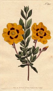 Cistus hermoso con flores amarillas brillantes decoradas con carmesí. Cistus formosus. Grabado en cobre coloreado a mano de una ilustración botánica de Sydenham Edwards del Botanical Magazine de William Curtis