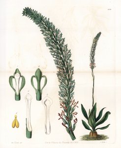 Belle sauroglossum - del Registro Botánico de Sydenham Teast Edwards