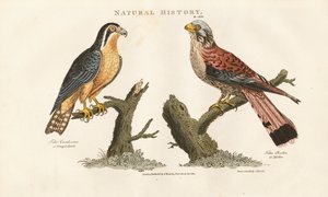 Halcón de Bengala y Halcón de Patas Rojas de Sydenham Teast Edwards