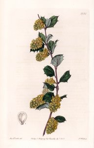 Berberis - Placa grabada por S.Watts, de una ilustración de Sarah Anne Drake, del Registro Botánico de Sydenham Edwards de Sydenham Teast Edwards