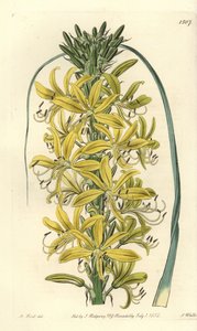 Asfodelo amarillo siberiano, Asphodeline lutea