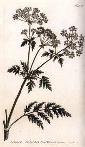 Gran cicuta. Grabado en cobre coloreado, ilustración de Sydenham Edwards (1768-1819) para las Conferencias de Botánica, Jardín Botánico de Lambeth (Inglaterra)
