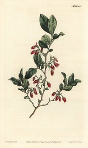 Gaylussacia baccata de Sydenham Teast Edwards