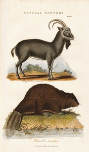  de Sydenham Teast Edwards