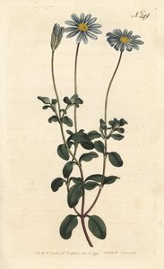 Margarita azul, Felicia amelloides de Sydenham Teast Edwards