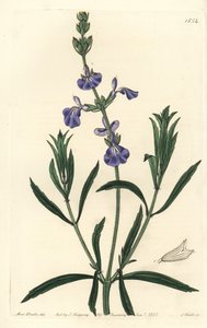 Salvia Azul - del Registro Botánico de Sydenham Teast Edwards