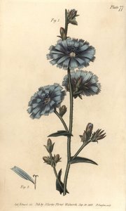 Achicoria común, del Botanical Magazine de William Curtis de Sydenham Teast Edwards