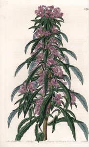 Boisduvalia variedad, epilobio de flores densas - Placa grabada por S.Watts, de una ilustración de Sarah Anne Drake, del Botanical Register de Sydenham Edwards de Sydenham Teast Edwards