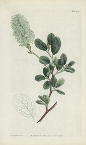Grabado botánico de Sydenham Teast Edwards