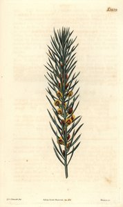 Daviesia Aicularis, nativa de Australia. Ilustración de Sydenham Edwards, grabado por Weddell. Aguafuerte en la Revista Botánica de Curtis, por Samuel Curtis de Sydenham Teast Edwards