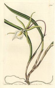 Brassavola perrinii (brasavola de Perrin), del Registro Botánico de Sydenham Edwards de Sydenham Teast Edwards