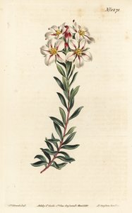Buchu, Adenandra villosa (Diosma de flores en umbela, Diosma speciosa) - Grabado en cobre a mano coloreado por F. Sansom Jr. después de una ilustración de Sydenham Edwards del Botanical Magazine de William Curtis, Londres