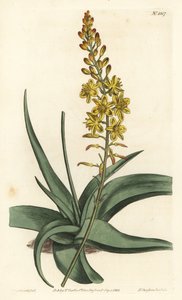 Bulbine alooides de Sydenham Teast Edwards