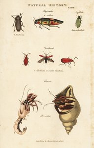 Bupreste y paguro (cangrejo ermitaño) - Escarabajos joya, Buprestis ocellata, cantárida escarlata, y cangrejo ermitaño común, Pagurus bernhardus (Cancer bernardus). Grabado en cobre coloreado a mano después de Sydenham Edwards del Pantologia de John Mason  de Sydenham Teast Edwards