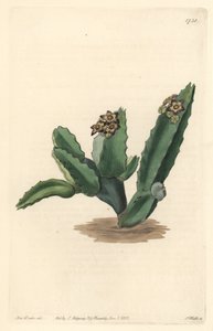 Cactus Caralluma, nativo de Sicilia - Agua fuerte por S. Watts de una ilustración de Sarah Anne Drake, del Registro Botánico de Sydenham Teast Edwards