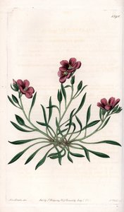 Calandrinia variedad, nativa de América - Placa grabada por S.Watts, de una ilustración de Sarah Anne Drake (1803-1857), del Botanical Register de Sydenham Edwards (1768-1819), Inglaterra de Sydenham Teast Edwards