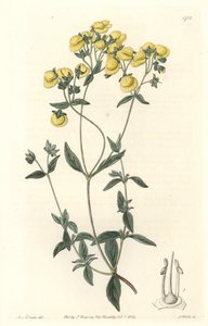 Calceolaire o zapatilla pequeña o bolso de dama, nativa de Chile - Agua fuerte por S. Watts de una ilustración de Sarah Anne Drake (1803-1857), del Registro Botánico de Sydenham Teast Edwards