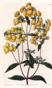 Calceolaire rugosa - Placa grabada por S.Watts, basada en una ilustración de Sarah Anne Drake, del Botanical Register de Sydenham Edwards de Sydenham Teast Edwards