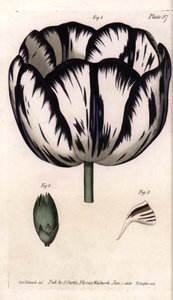 Cáliz de tulipán y clavel giroflée o clavel de floristas de Sydenham Teast Edwards