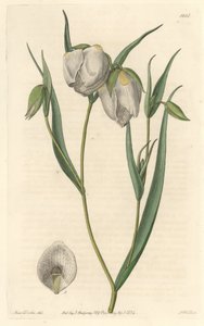 Calochorte (mariposa) o cyclobothre de flores blancas, nativo de California, del Botanical Register de Sydenham Teast Edwards