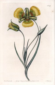 Calochortus con grandes flores amarillas - Placa grabada por S.Watts, de una ilustración de Sarah Anne Drake, del Botanical Register de Sydenham Edwards de Sydenham Teast Edwards