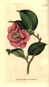 Camelia de Japón - Camellia japonica de Sydenham Teast Edwards