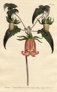 Campanilla canaria, flor en forma de campana caída, amarilla con venas rosadas, originaria de las Islas Canarias - del Registro Botánico