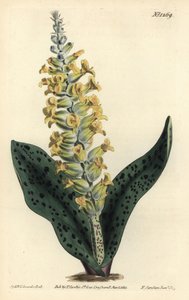 Jacinto del Cabo (falsa orquídea) - Lachenalia orchioides. Grabado en cobre coloreado por F. Sansom Jr. de una ilustración de Sydenham Edwards del Botanical Magazine de William Curtis, Londres de Sydenham Teast Edwards