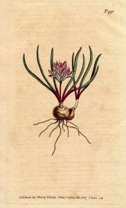 Jacinto del Cabo, con bulbo, hojas escarlata y flor rosa pálida - del Registro Botánico de Sydenham Teast Edwards
