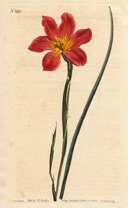 Homeria collina (Moraea collina). Grabado en cobre coloreado a mano de una ilustración botánica de Sydenham Edwards de la Revista Botánica de William Curtis de Sydenham Teast Edwards