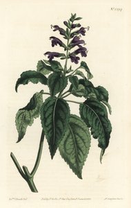 Salvia caribeña - Salvia lamiifolia (Salvia de flores púrpuras, Salvia amoena). Grabado en cobre a mano coloreado por F. Sansom Jr. después de una ilustración de Sydenham Edwards del Botanical Magazine de William Curtis, Londres de Sydenham Teast Edwards