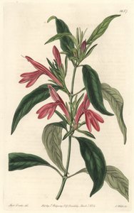 Carmantina, nativa de Brasil - del Registro Botánico de Sydenham Teast Edwards