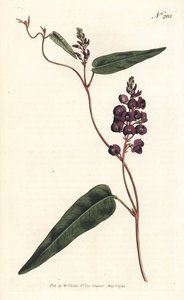 Caulinia bimaculata (Glycine bimaculata). Grabado en cobre coloreado a mano por Sansom después de una ilustración de Sydenham Edwards de la Revista Botánica de William Curtis, Londres de Sydenham Teast Edwards