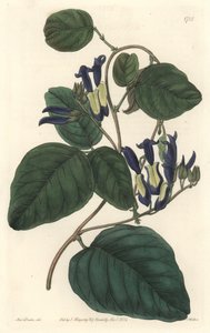 Caulinia negruzca, nativa de Australia, del Registro Botánico