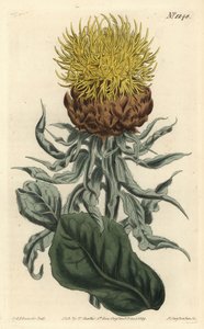Centaurea de cabeza grande - Centaurea macrocephala de Sydenham Teast Edwards