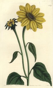 Variedad de asteriacee centroamericana - del Registro Botánico