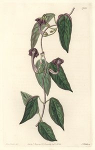Ceropegia elegante, nativa de India - Agua fuerte de S. Watts de una ilustración de Sarah Anne Drake (1803-1857), del Registro Botánico de Sydenham Teast Edwards