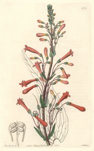 Chelone con hojas de valeriana, nativa de California, del Registro Botánico de Sydenham Teast Edwards