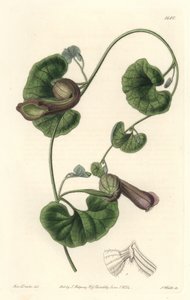 Aristoloche Chilena o Orejas de Zorro - del Registro Botánico de Sydenham Teast Edwards