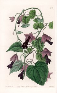 Sombrero chino - Placa grabada por S. Watts, de una ilustración de Sarah Anne Drake (1803-1857), del Botanical Register de Sydenham Edwards (1768-1819), Inglaterra de Sydenham Teast Edwards