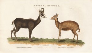  de Sydenham Teast Edwards