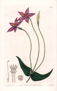 Chironia Variete - Placa grabada por S.Watts, de una ilustración de Sarah Anne Drake, del Registro Botánico de Sydenham Edwards de Sydenham Teast Edwards